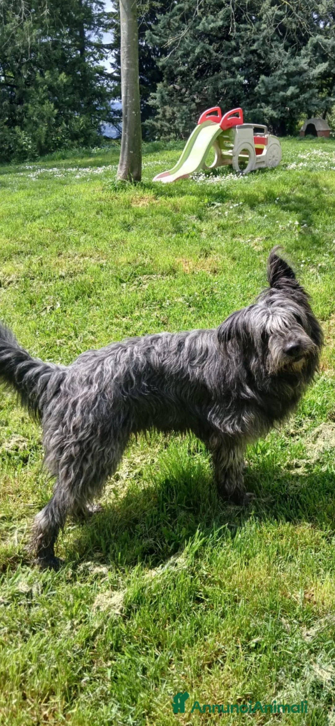 Meticcio cani in regalo: Dolce cagnolone - Annuncio 1