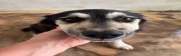Meticcio cani in regalo: AGNESE in cerca di una famiglia - Annuncio 2