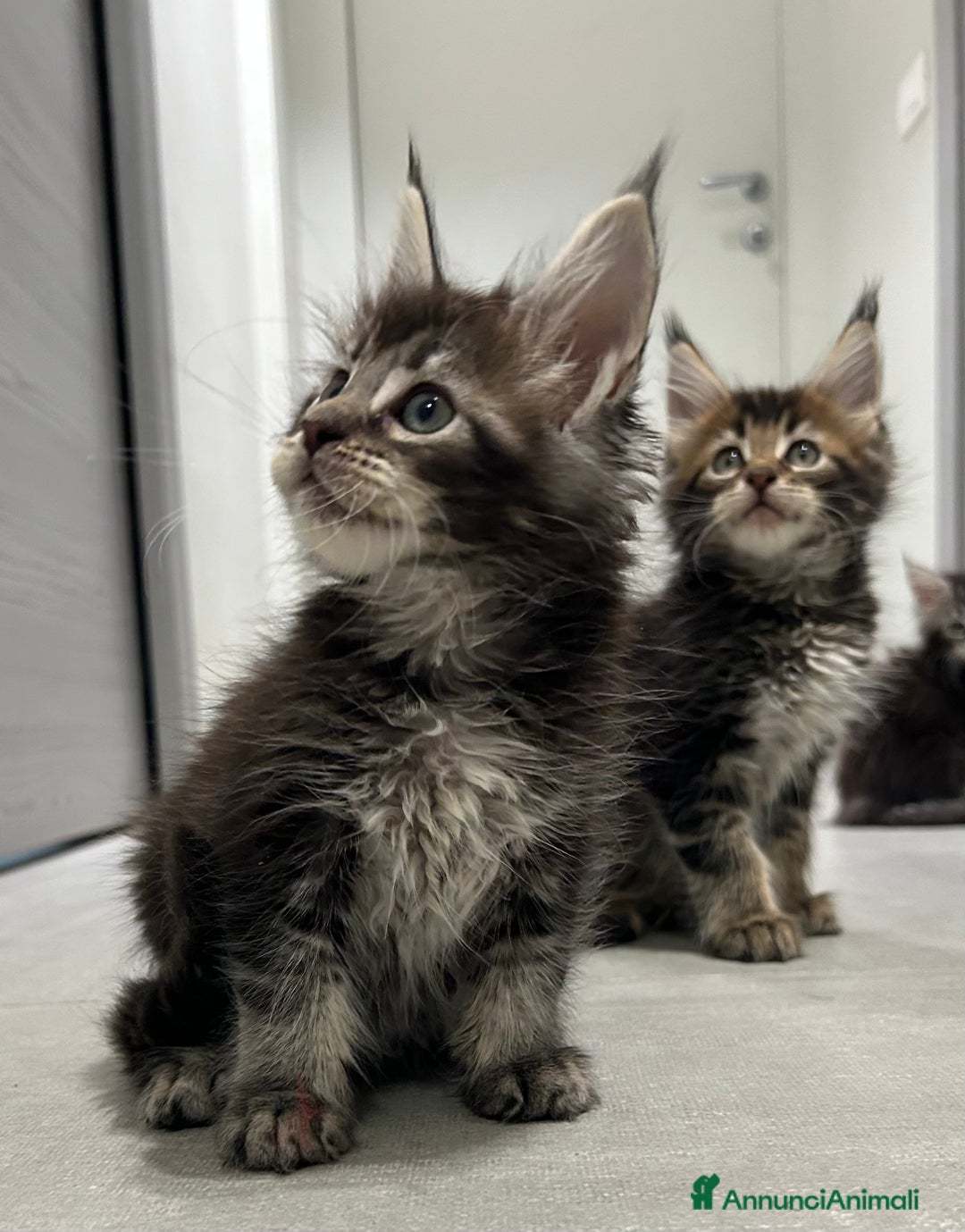 Maine Coon gatti in vendita: Maine Coon con pedigree  - Annuncio 5