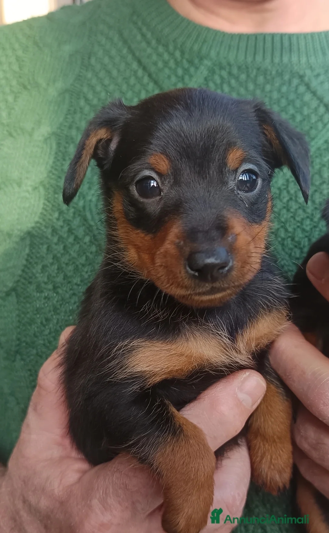 Pinscher Miniatura cani in vendita: Pinscher nani pedigree ENCI  - Annuncio 2