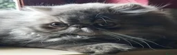 Persiano gatti in vendita: Cucciolo gatto persiano  - Annuncio 4