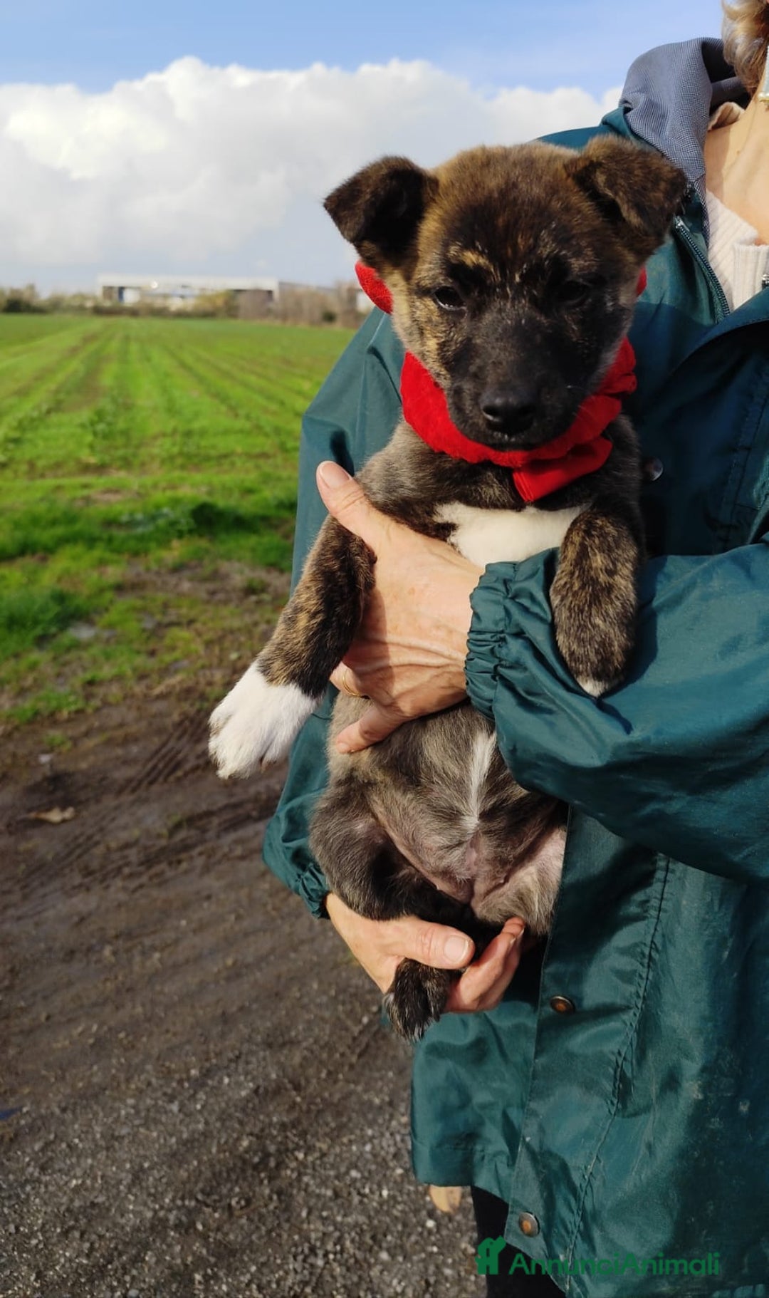 Meticcio cani in regalo: CANDY 3 mesi taglia piccola mix Shiba - Annuncio 1