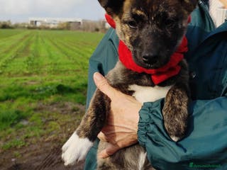 Meticcio cani in regalo: CANDY 3 mesi taglia piccola mix Shiba - Annuncio 3