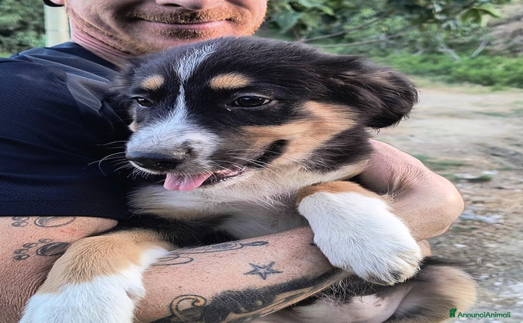 Meticcio cani a Provincia di Crotone - Annuncio 9