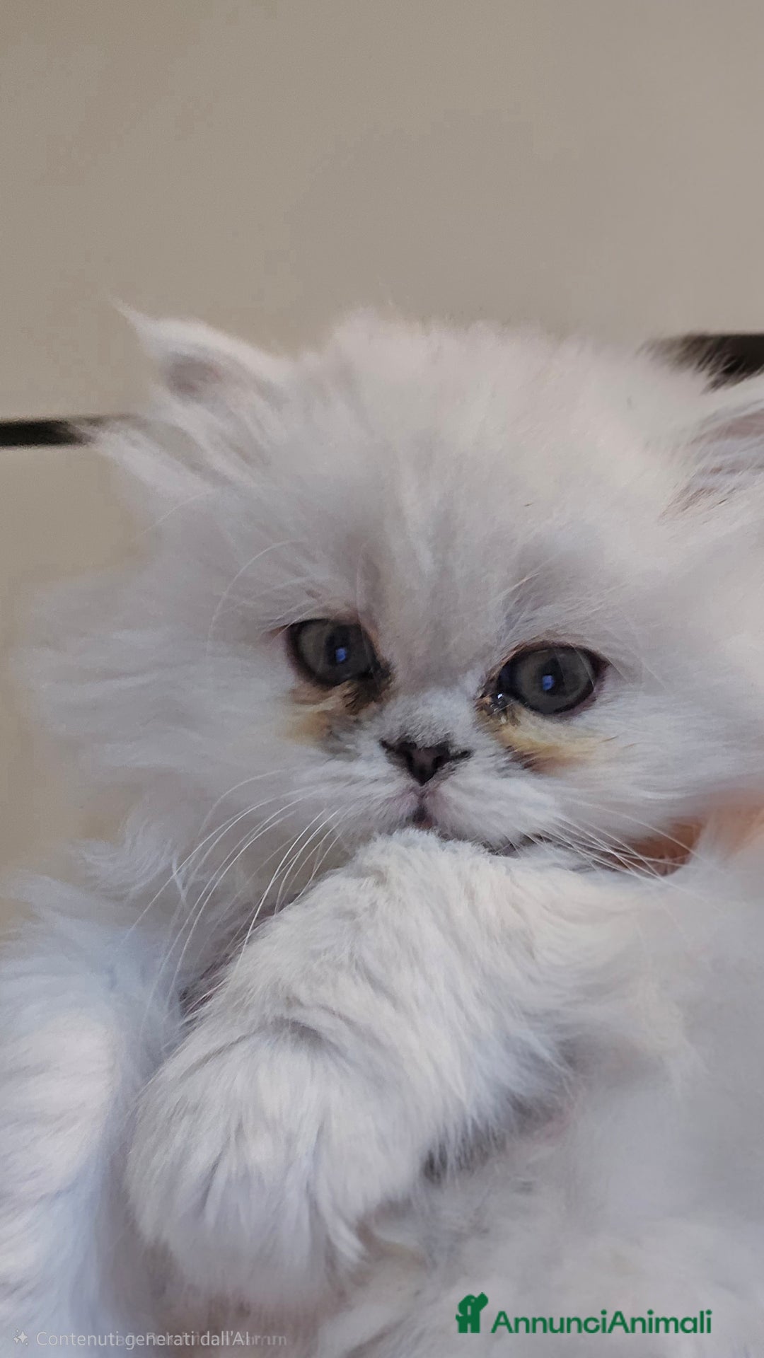 Persiano gatti in vendita: Cuccioli gatti Persiano Chinchilla Silver  - Annuncio 4