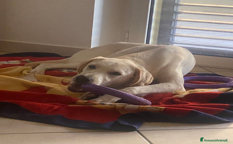 Meticcio cani - Annuncio 2