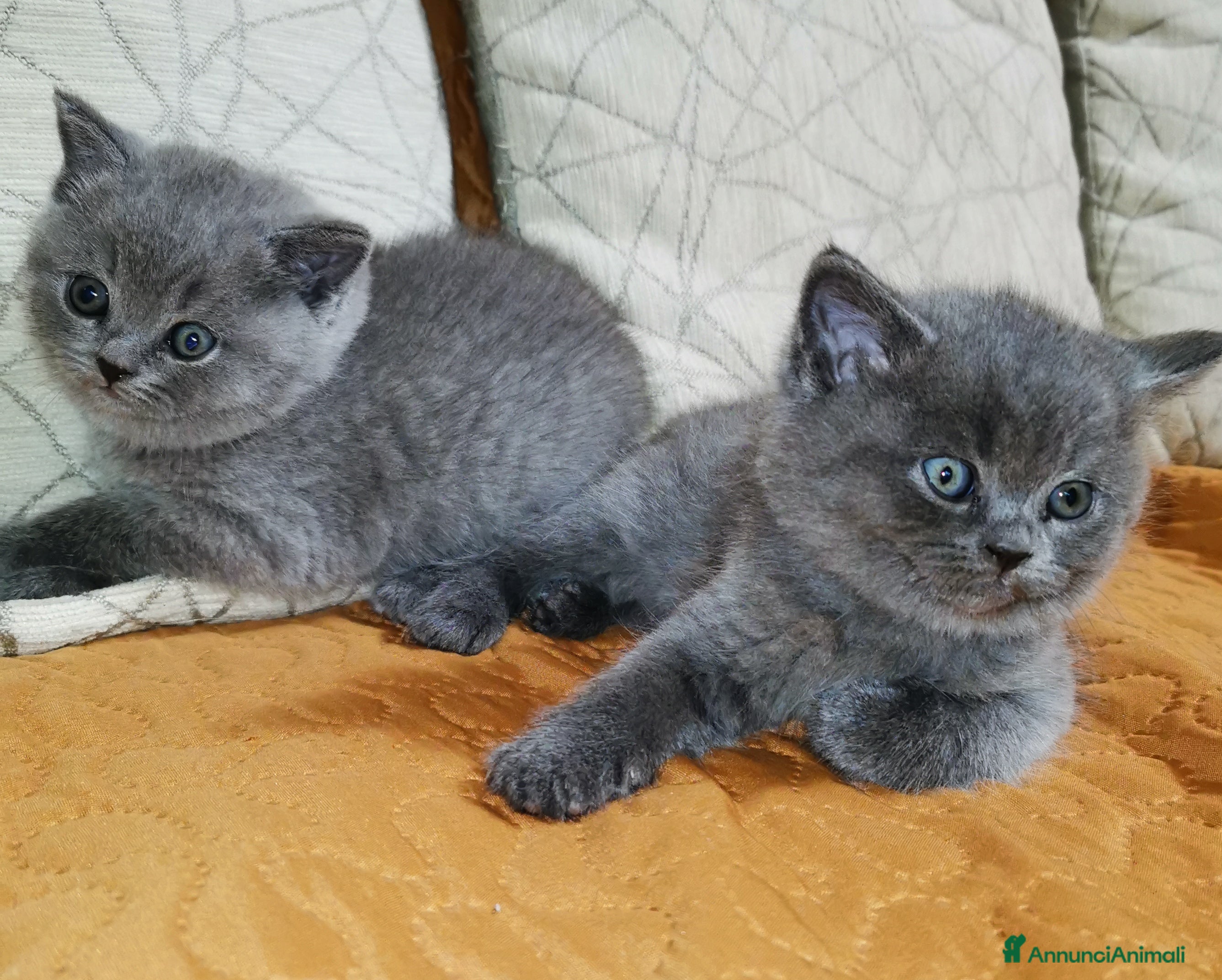 Scottish gatti Gattini, cuccioli Scottish Straight, British  - Annuncio 3