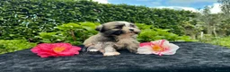 Maltipoo cani in vendita: Barboncino Maltipoo Lhasa Apso Tre Quarti di Luna - Annuncio 2