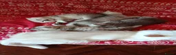 Scottish gatti in vendita: Scottish HIGHLAND FOLD CHINCHILLA + kit REGALO !!! - Annuncio 4