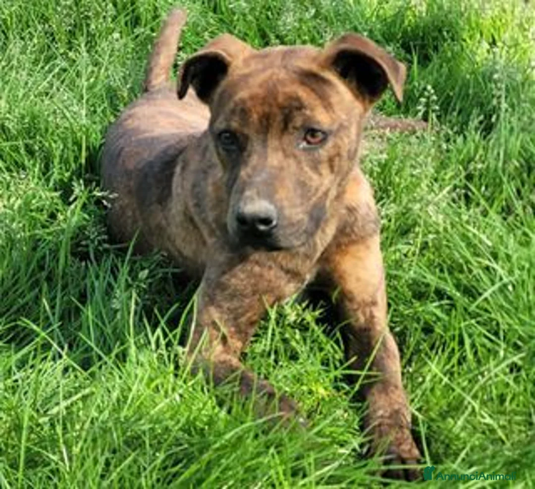 Meticcio cani in regalo: Massi Junior, cucciolone taglia molto contenuta - Annuncio 1