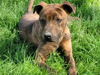 Meticcio cani Massi Junior, cucciolone taglia molto contenuta - Annuncio 39