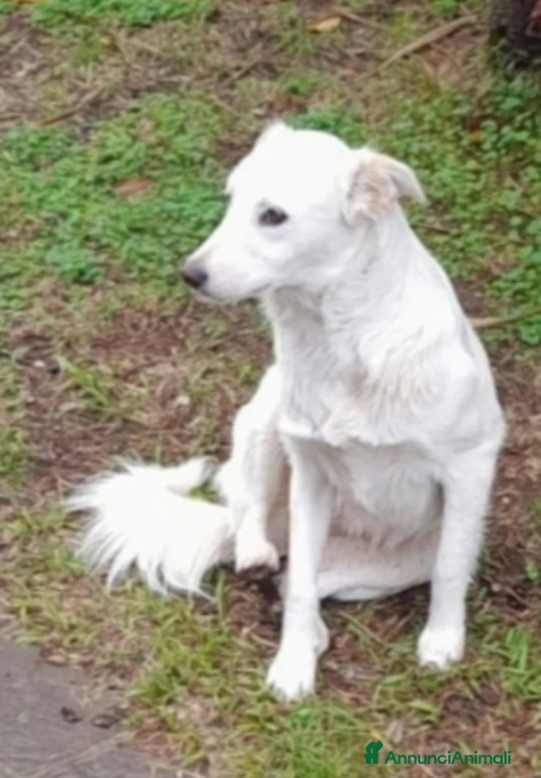 Meticcio cani in regalo: Femmina 16mesi kg15 rimasta sola NAPOLI SOS CASA a Città metropolitana di Milano - Annuncio 2