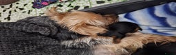 Yorkshire cani in vendita: Yorkshire terrier  - Annuncio 4