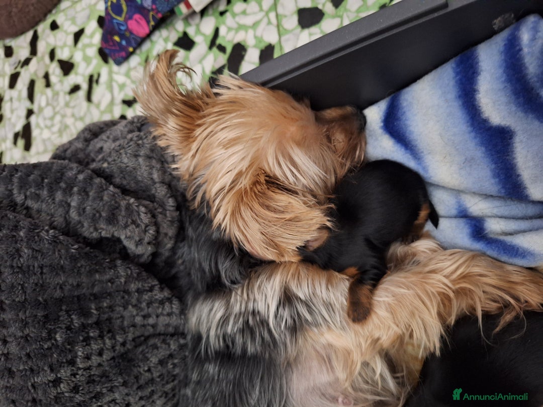 Yorkshire cani in vendita: Yorkshire terrier  - Annuncio 4