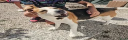 Beagle cani in regalo: Borgo: nonnino Beagle dolce e socievole  - Annuncio 2