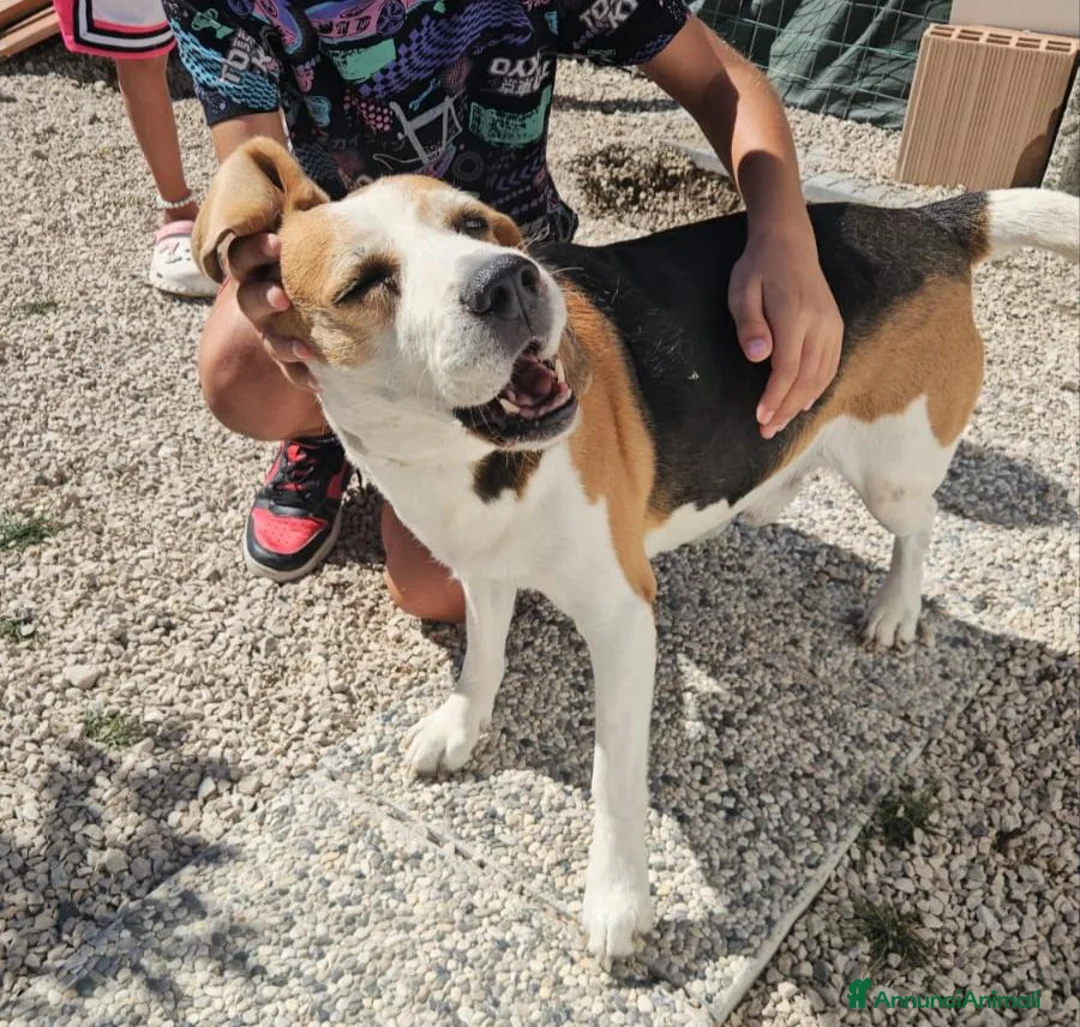 Beagle cani in regalo: Borgo: nonnino Beagle dolce e socievole  - Annuncio 2