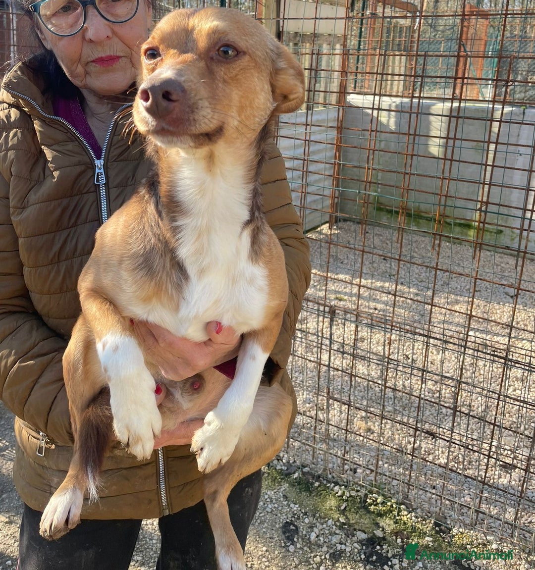 Meticcio cani in regalo: TAGLIA PICCOLA  - Annuncio 2