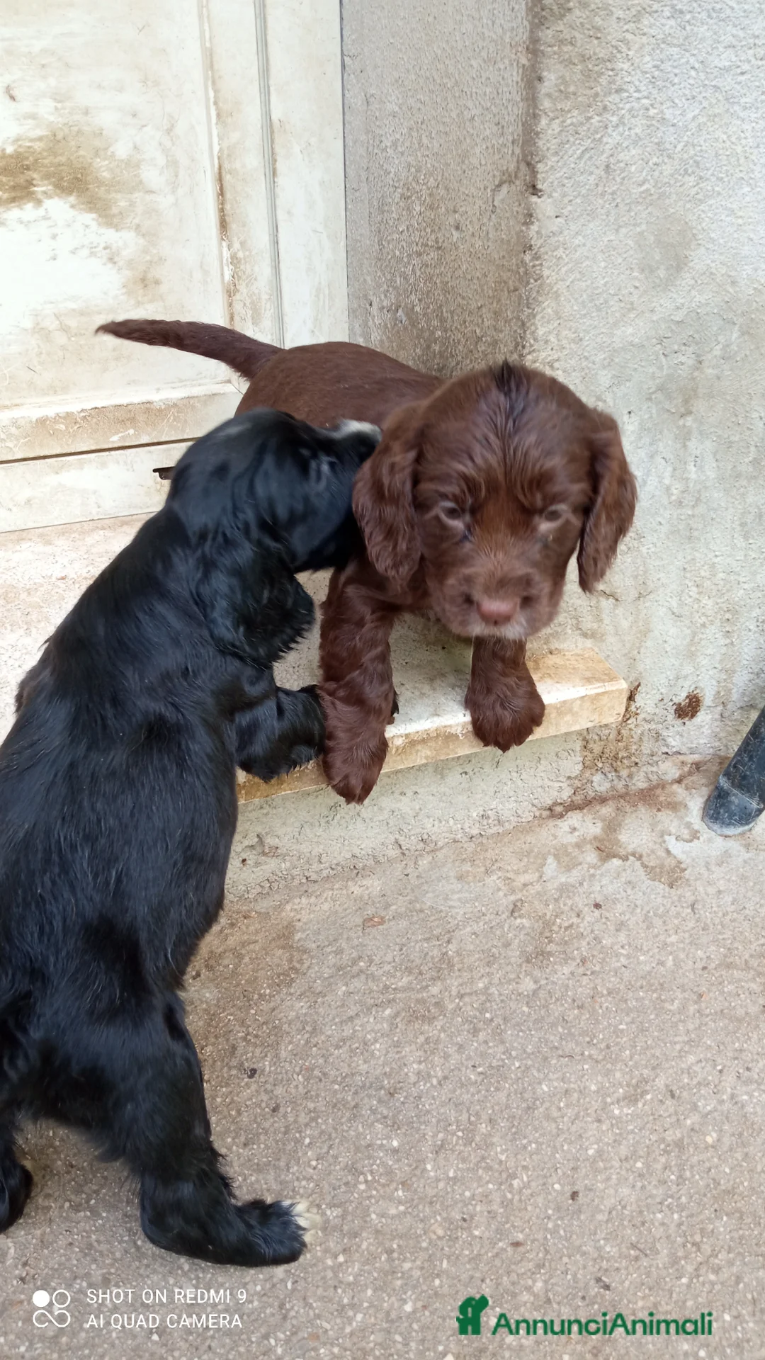 Cocker cani in vendita: Cocker spaniel cioccolato - Annuncio 2