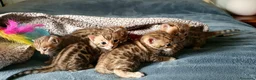 Bengala gatti in vendita: Meravigliosi Gattini Bengala - Annuncio 3
