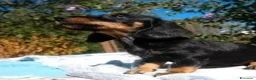 Bassotto cani in vendita: Cuccioli bassotto tedesco nano - Annuncio 6