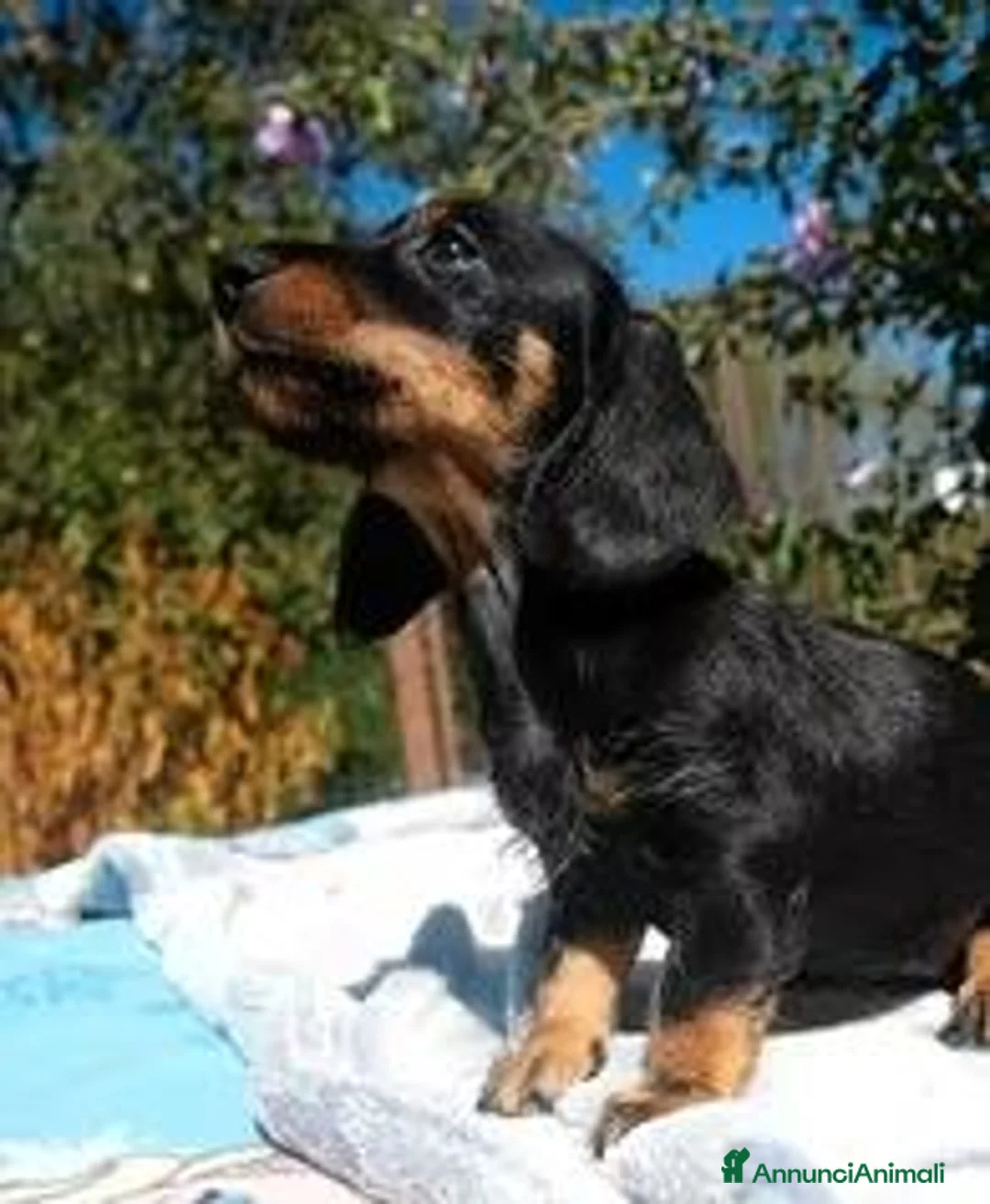 Bassotto cani in vendita: Cuccioli bassotto tedesco nano - Annuncio 6