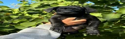 Meticcio cani in regalo: Snoopy bellissimo cucciolo nero  - Annuncio 4