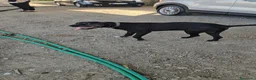 Meticcio cani in regalo: Edoardo: taglia media, equilbrato e socievole  - Annuncio 3