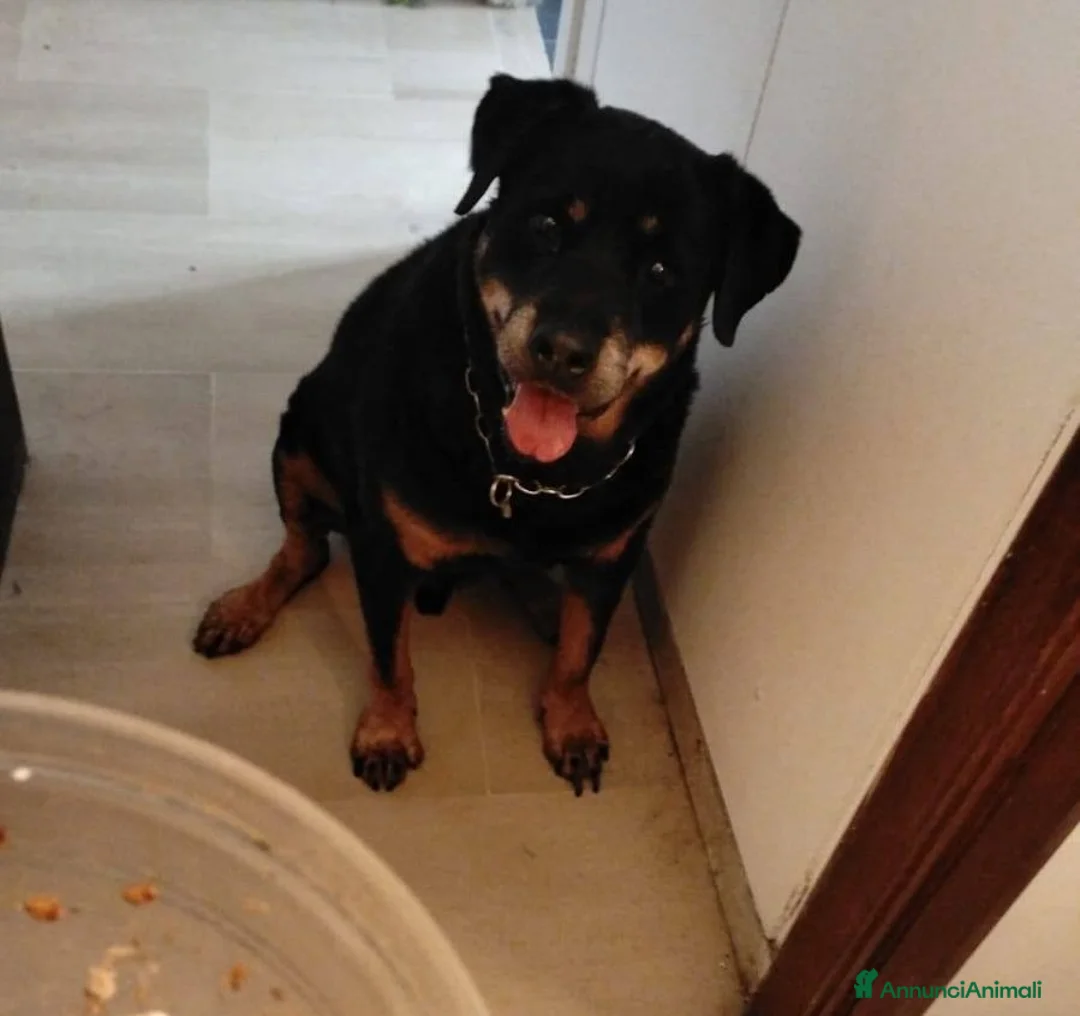 Rottweiler cani in regalo: NANUK - ROTTWEILER DI 11 ANNI cerca casa - Annuncio 1