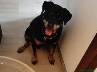 Rottweiler cani NANUK - ROTTWEILER DI 11 ANNI cerca casa - Annuncio 1
