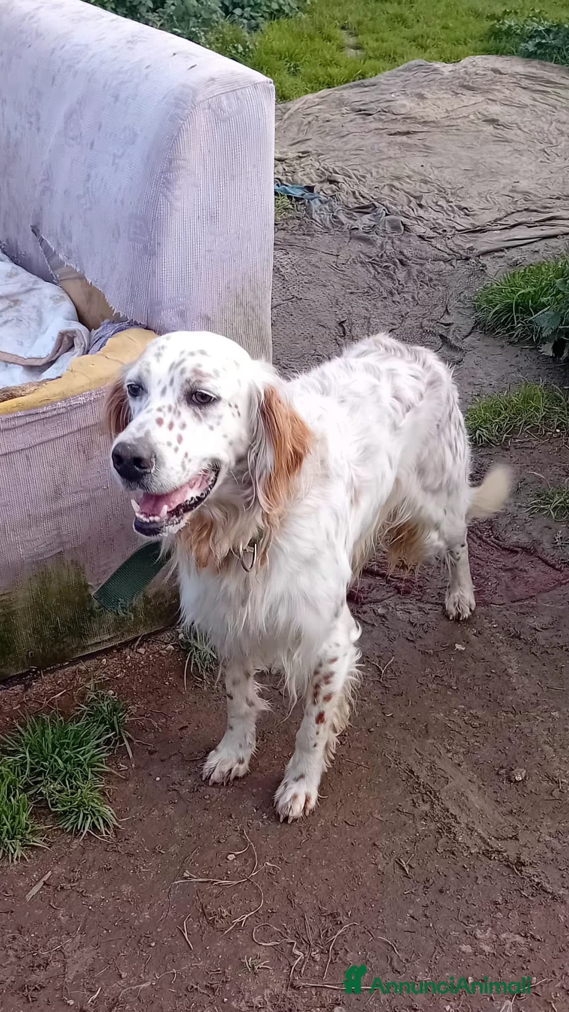 Meticcio cani marley - Annuncio 40