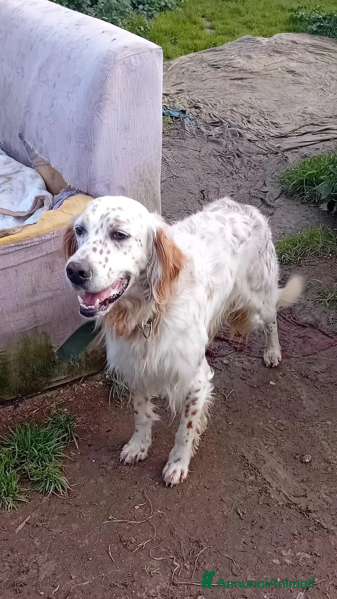 Meticcio cani in regalo: marley - Annuncio 1