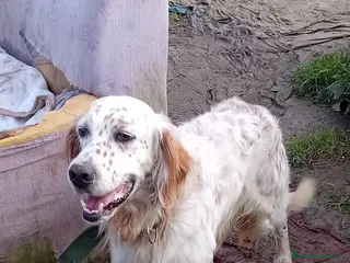 Meticcio cani marley - Annuncio 40