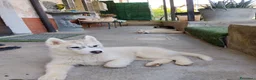 Husky cani in vendita: Cuccioli di Siberian Husky  a Città Metropolitana di Torino - Annuncio 9