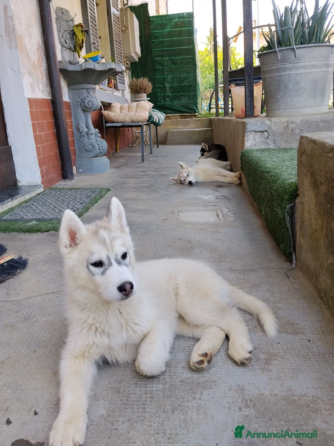 Husky cani in vendita: Cuccioli di Siberian Husky  a Città Metropolitana di Torino - Annuncio 9