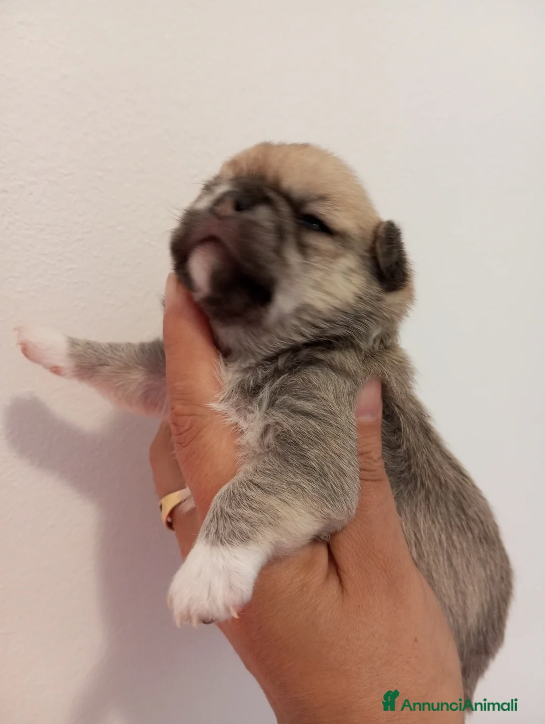 Chihuahua cani in vendita: Chihuahua femmine con pedigree  a Provincia di Brescia - Annuncio 4