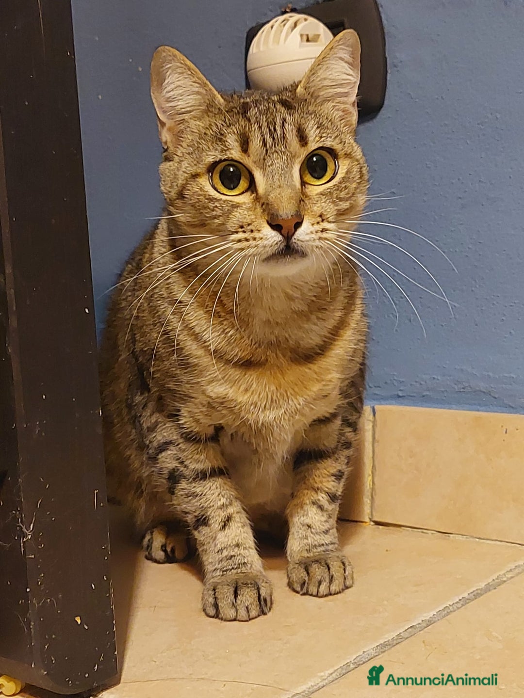 Europeo gatti in regalo: Fenny dolce tigrotta - Annuncio 2