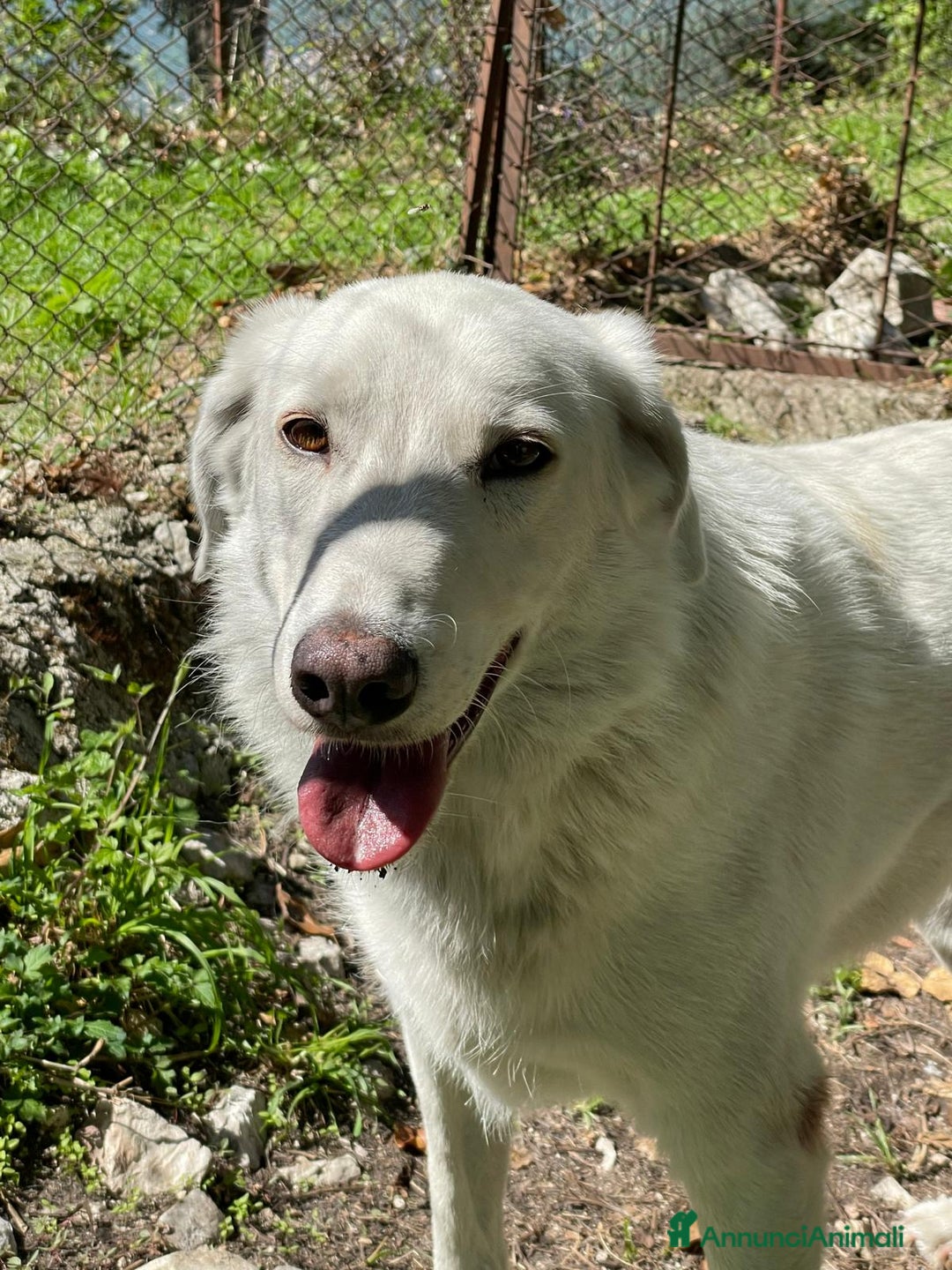 Meticcio cani in regalo: IL DOLCE CESARE - Annuncio 3