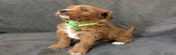 Cavapoo cani in vendita: Splendidi cuccioli di Cavapoo F1B a Città metropolitana di Milano - Annuncio 27