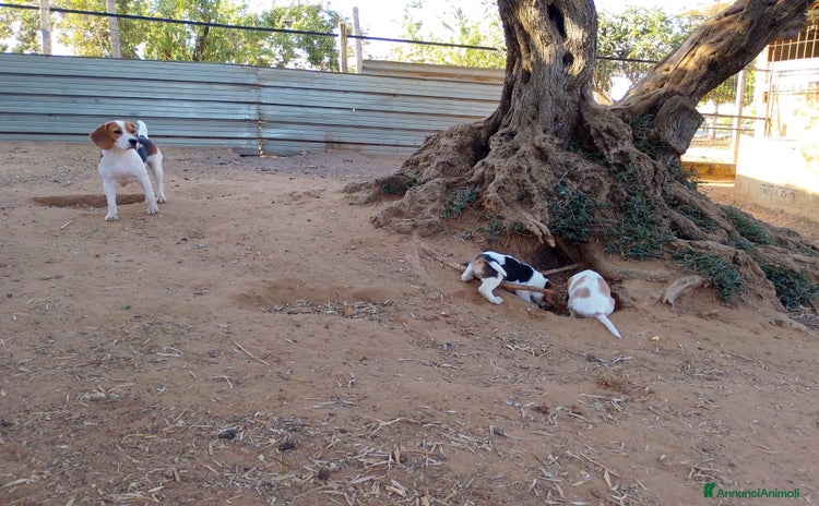 Beagle cani a Libero consorzio comunale di Caltanissetta - Annuncio 2