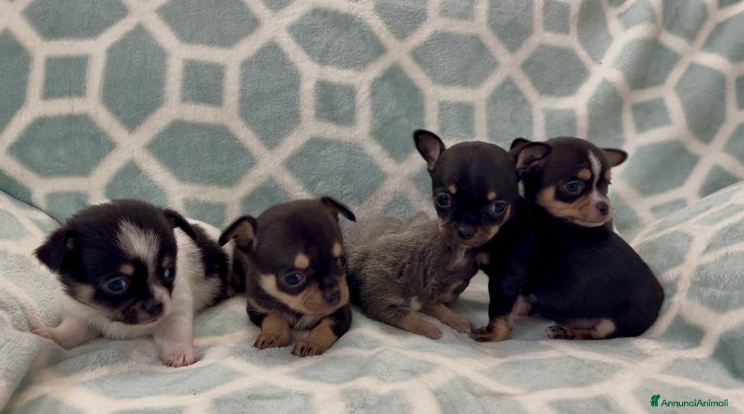 Chihuahua cani in vendita: Chihuahua  - Annuncio 20