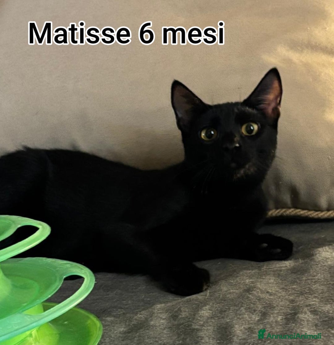 Europeo gatti in regalo: MICINI: SIAMO AL COLLASSO! - Annuncio 14