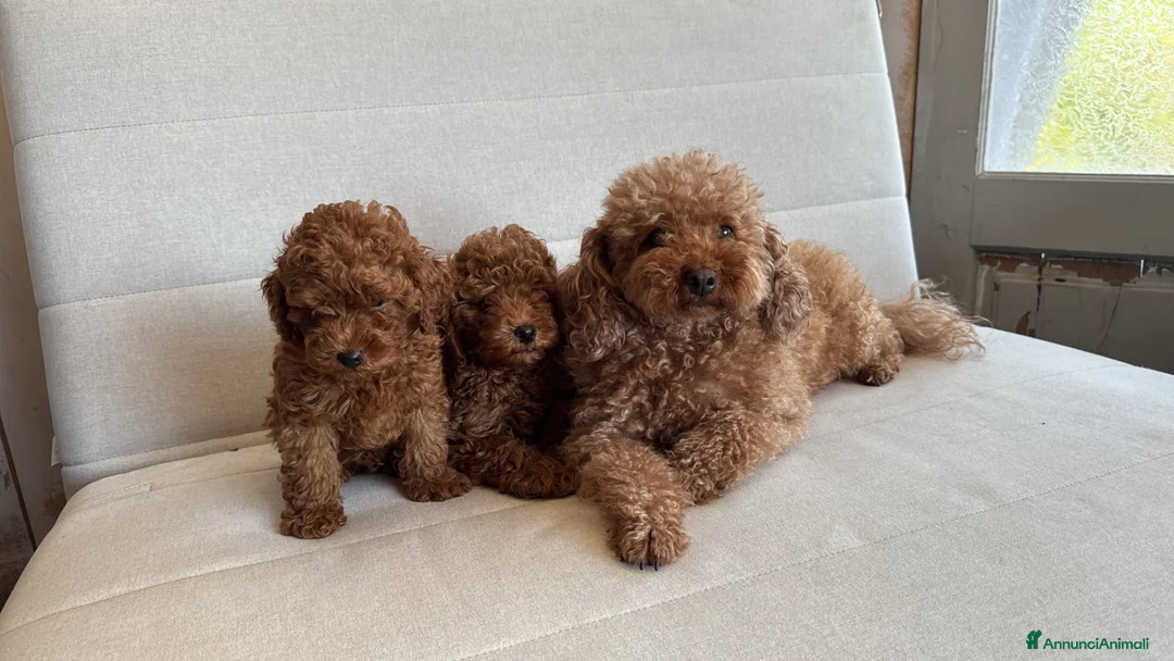 Barboncino Toy cani in vendita: Barboncino maschio red - Annuncio 2