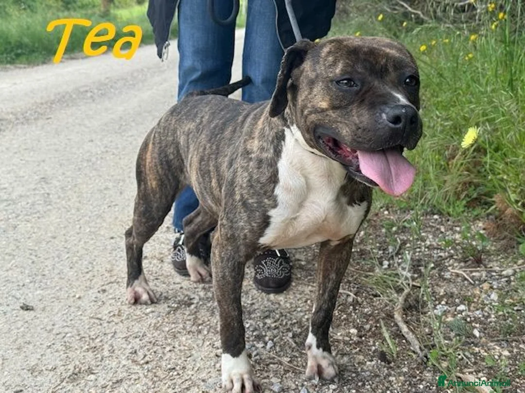 Pitbull cani in regalo: TEA adorabile pitbullina - Annuncio 1