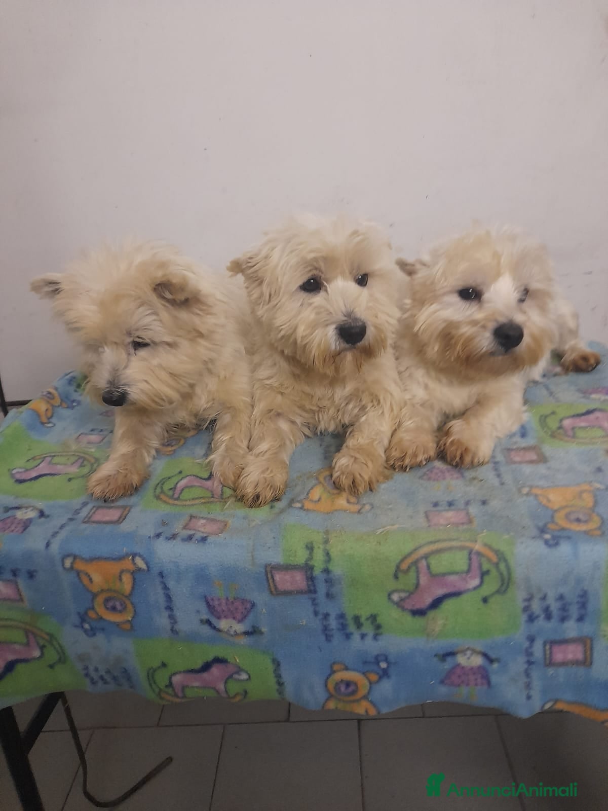 West Highland cani West Highland  - Annuncio 2