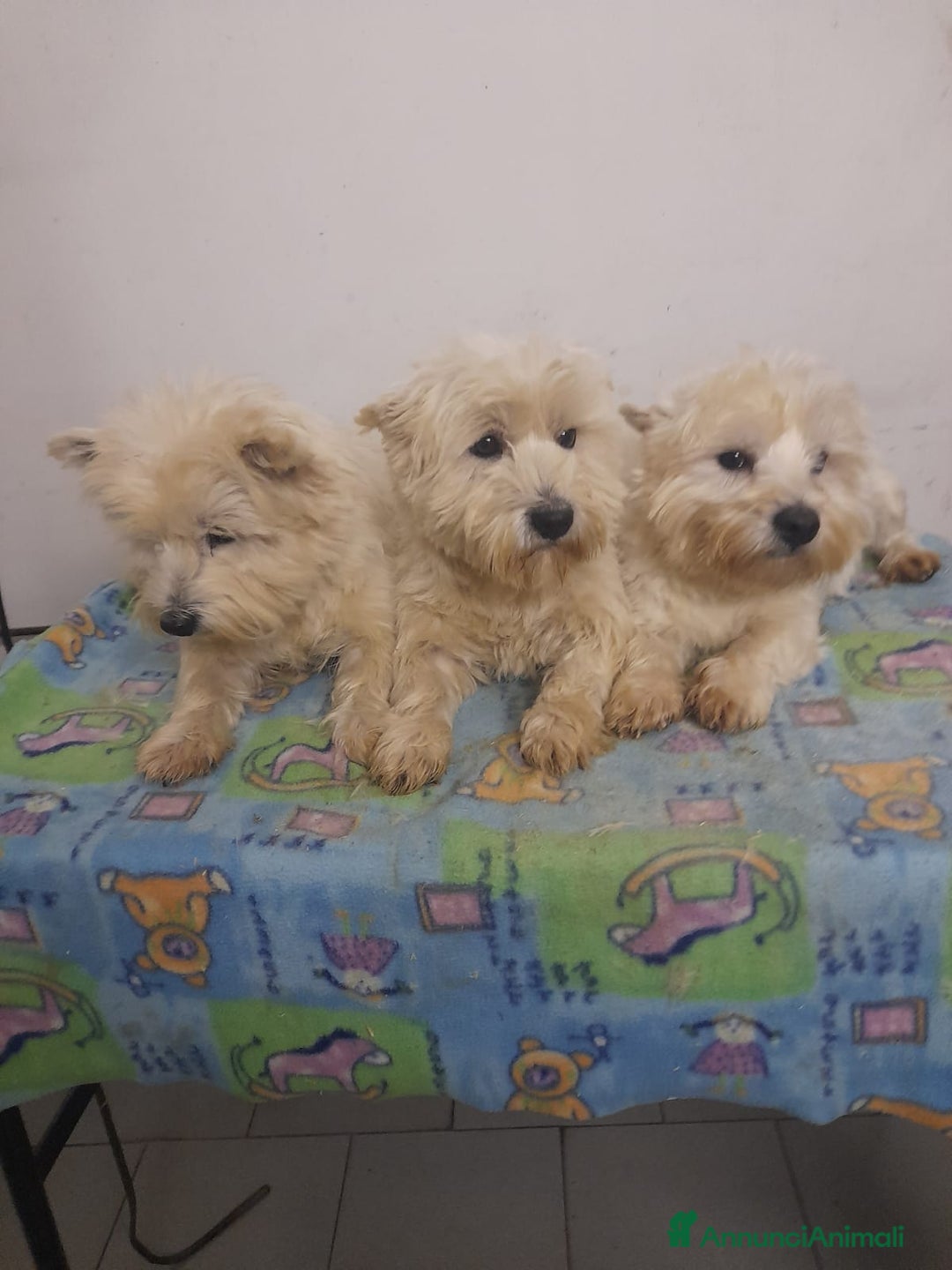 West Highland cani in vendita: West Highland  - Annuncio 2