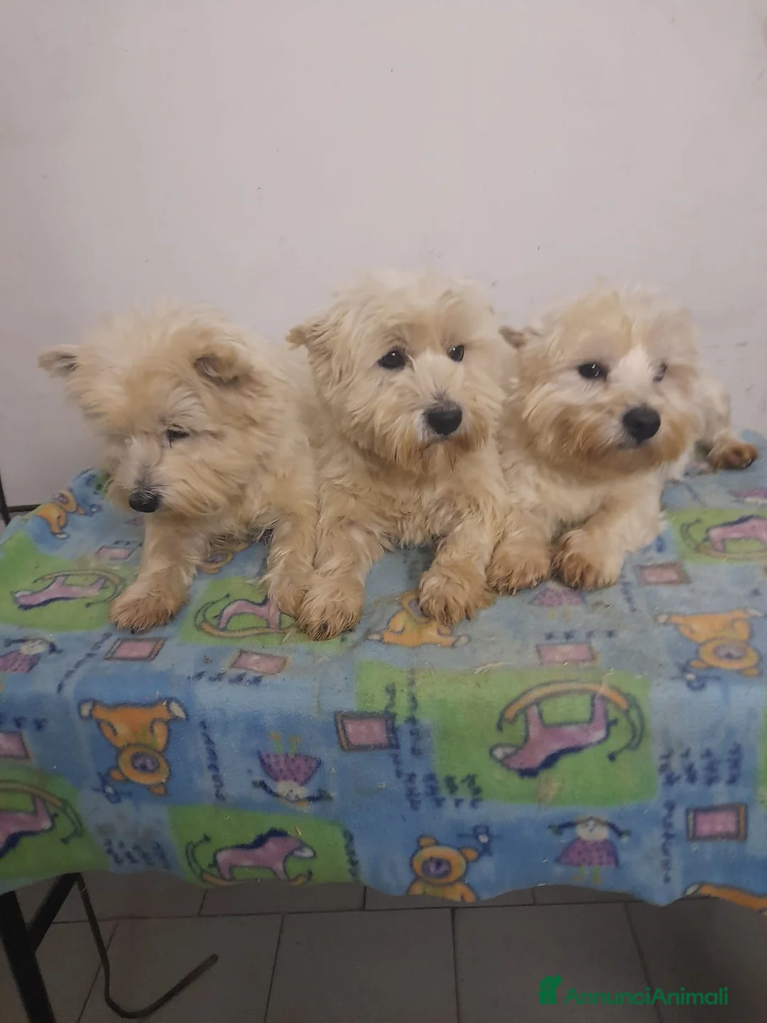 West Highland cani in vendita: West Highland  - Annuncio 2