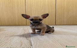 Chihuahua cani in vendita: Vendo cuccioli di Chihuahua a Provincia di Varese - Immagine 2