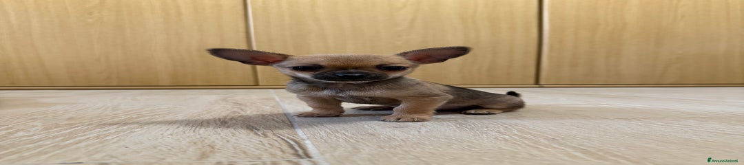 Chihuahua Cucciolo 1