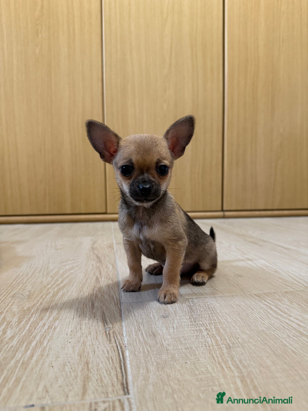 Chihuahua cani in vendita: Vendo cuccioli di Chihuahua a Provincia di Varese - Immagine 2