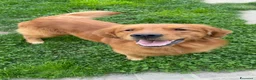 Golden Retriever cani per accoppiamento: Golden retriver per monta - Annuncio 3